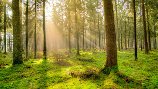 Sunlight streaming through a green forest of tall trees